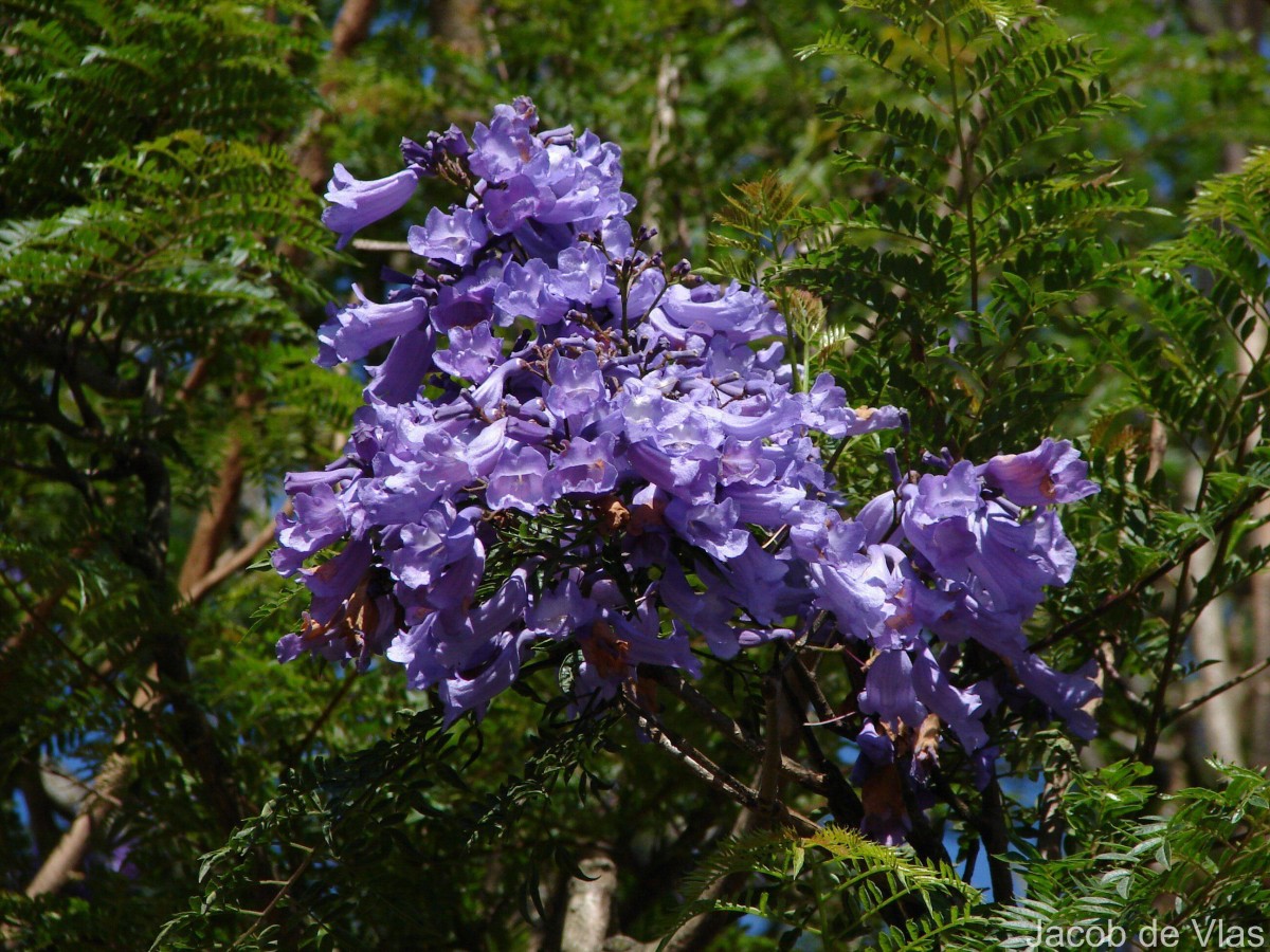 Jacaranda mimosifolia D.Don